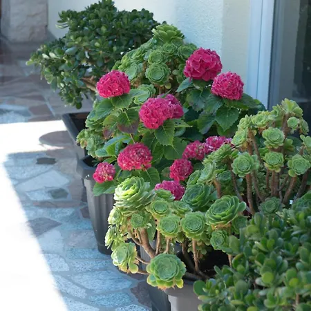 Lucija 1 By Guide Crikvenica